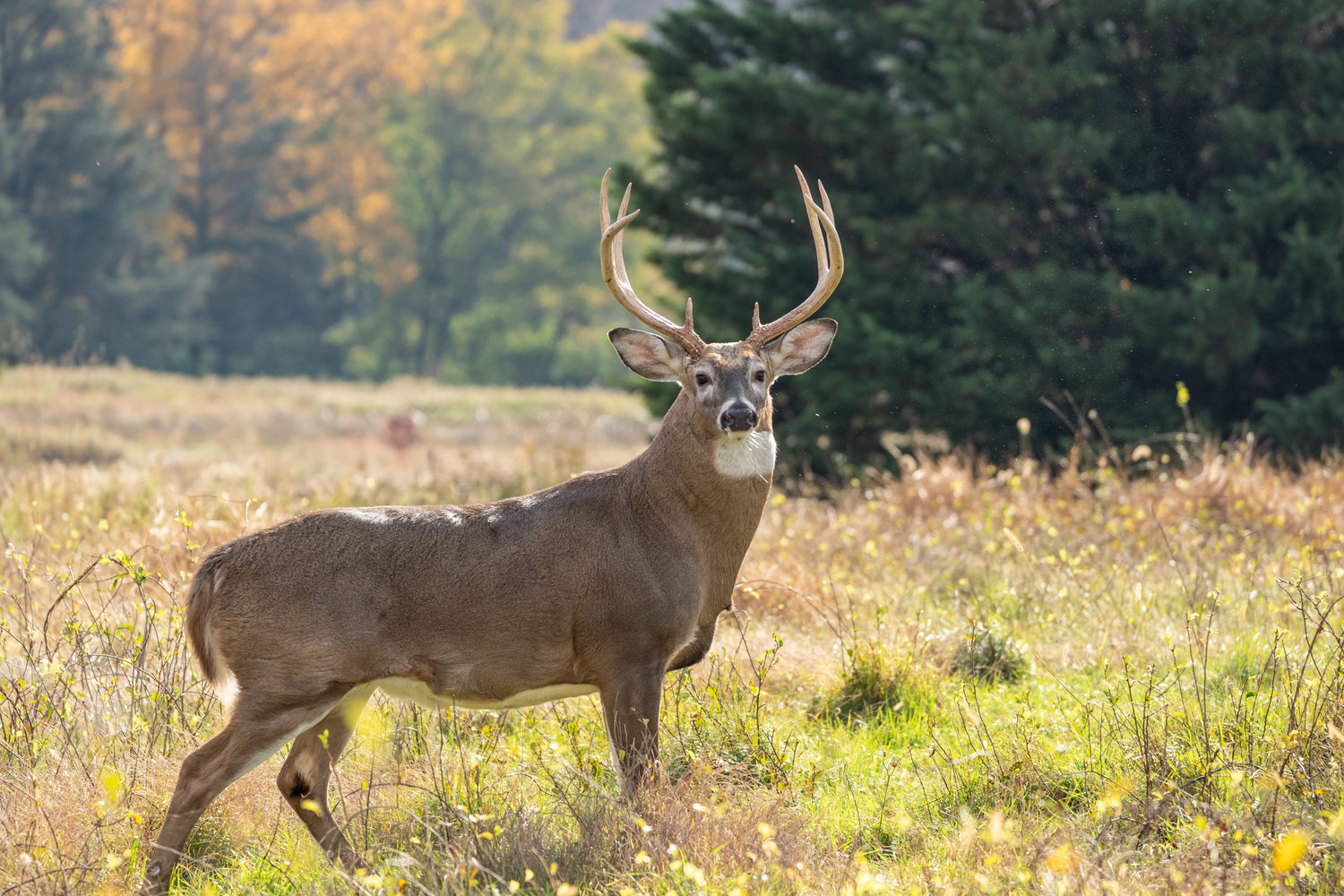 Should Shoot-N-Scoot Turkey Hunting Be Allowed?